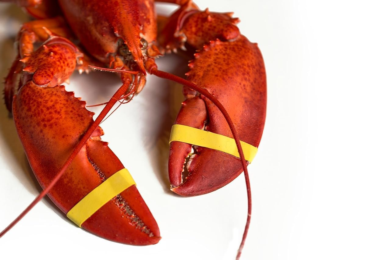 AirFly Crab, Lobster Claw Rubber Bands, Protect Lobsters & Crabs, Cook Safe FDA-Compliant Silicone, Made in USA