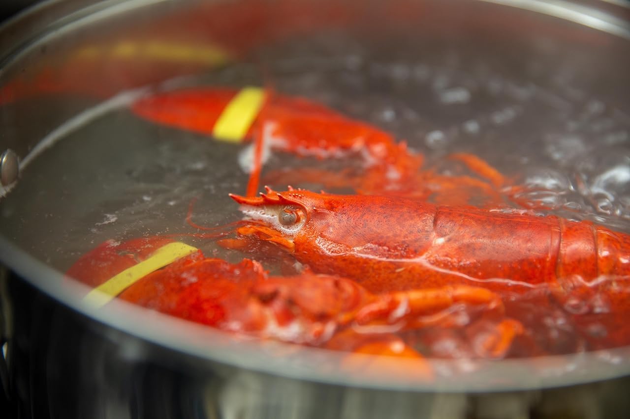 AirFly Crab, Lobster Claw Rubber Bands, Protect Lobsters & Crabs, Cook Safe FDA-Compliant Silicone, Made in USA