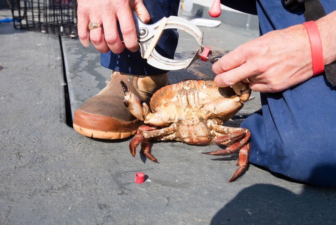 AirFly Crab, Lobster Claw Rubber Bands, Protect Lobsters & Crabs, Cook Safe FDA-Compliant Silicone, Made in USA