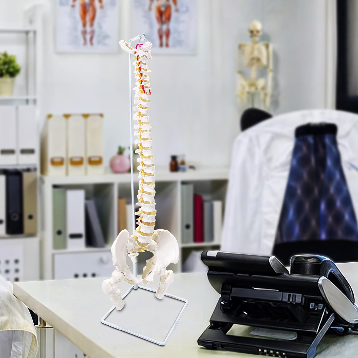 Koretech Spine Model Life Size 34.6" Height, Spine Flexible with Vertebrae, Nerves, Arteries, Lumbar Column and Male Pelvis, Anatomy Model for Science Education (Life Size)