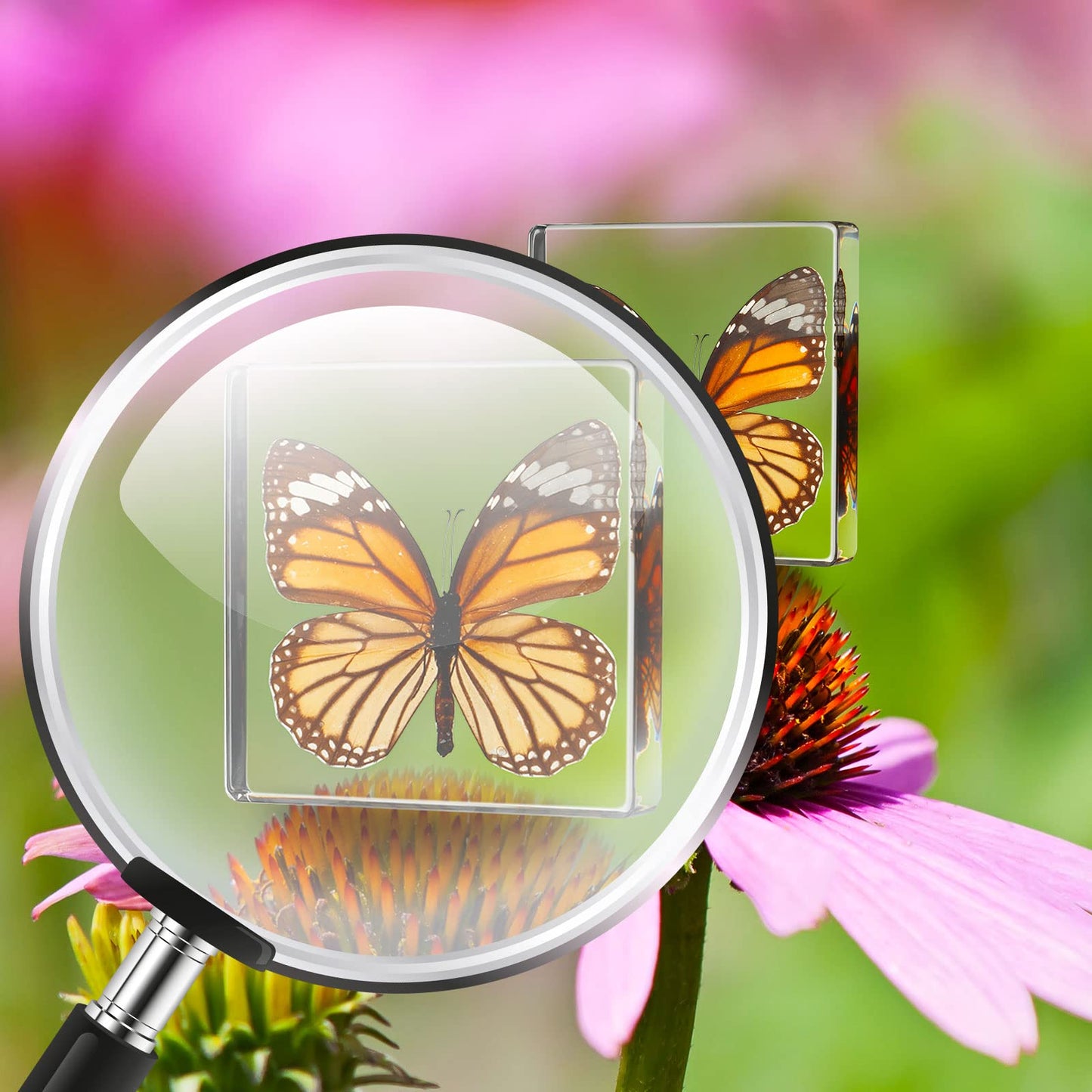 6 Pcs Real Butterfly Specimen Paperweight Assortment Framed Butterfly Taxidermy Resin Collection Display Science Toys for Home Office School, 6 Styles