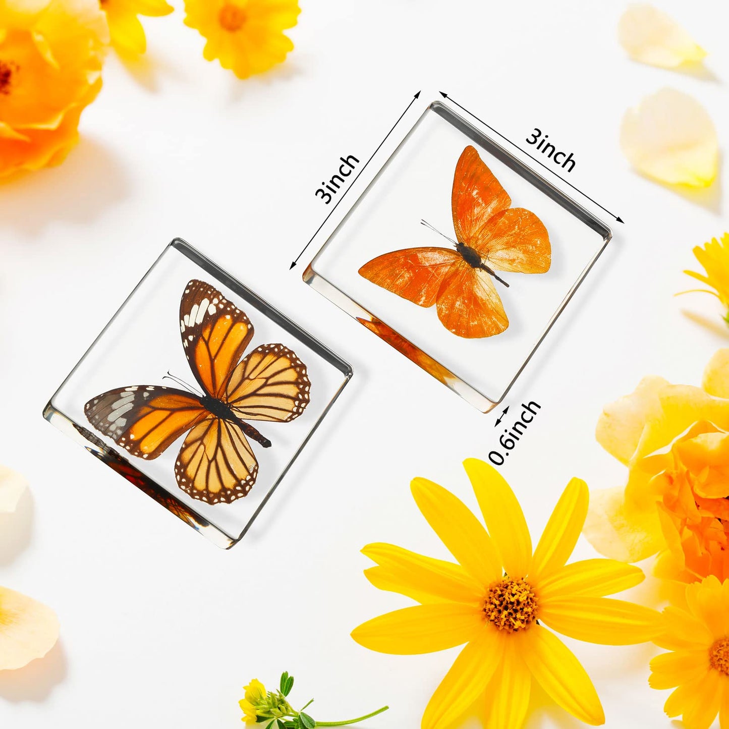 6 Pcs Real Butterfly Specimen Paperweight Assortment Framed Butterfly Taxidermy Resin Collection Display Science Toys for Home Office School, 6 Styles