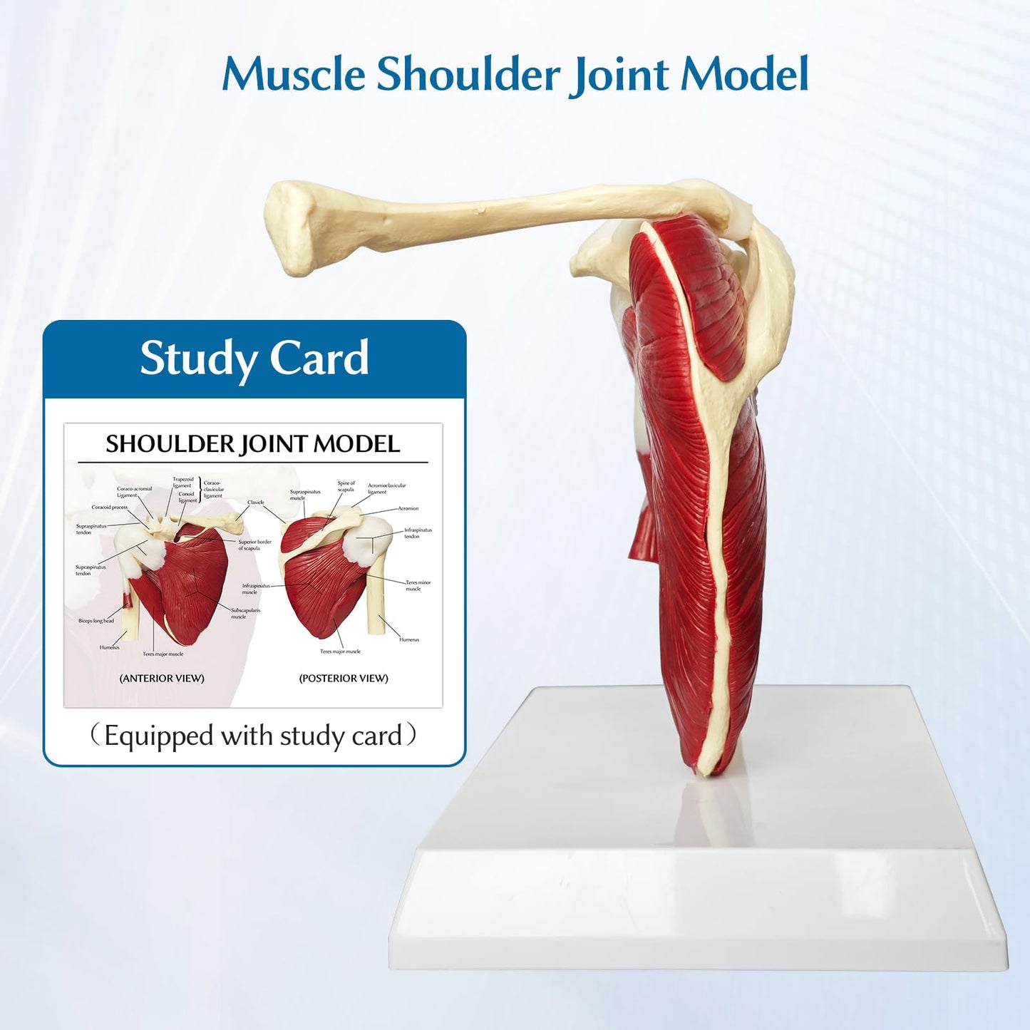 JNMFTD Muscled Shoulder Joint Model, 1:1 Life Size Human Body Right Shoulder Scapula Anatomy Model with Ligaments Joint Bone with 3D Removable Base Product Manual for Medical Educational Training