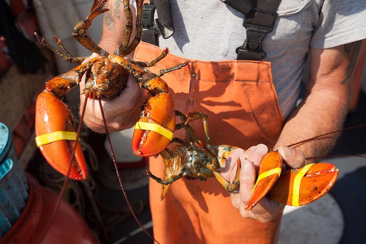 AirFly Crab, Lobster Claw Rubber Bands, Protect Lobsters & Crabs, Cook Safe FDA-Compliant Silicone, Made in USA