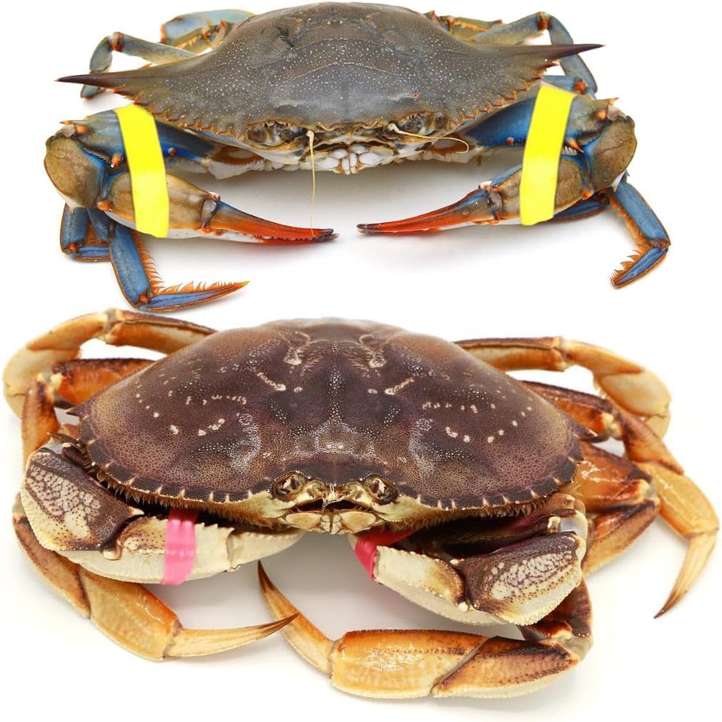 AirFly Crab, Lobster Claw Rubber Bands, Protect Lobsters & Crabs, Cook Safe FDA-Compliant Silicone, Made in USA