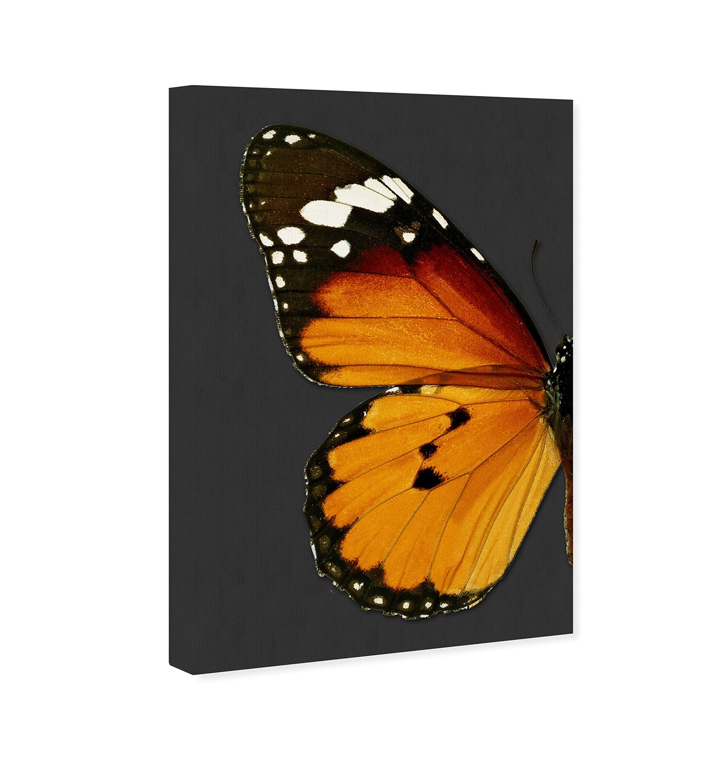 The Oliver Gal Artist Co. Animals Wall Art Canvas Prints 'Monarch and Gray Butterfly I' Insects Home Décor, 16" x 24", Orange, Black