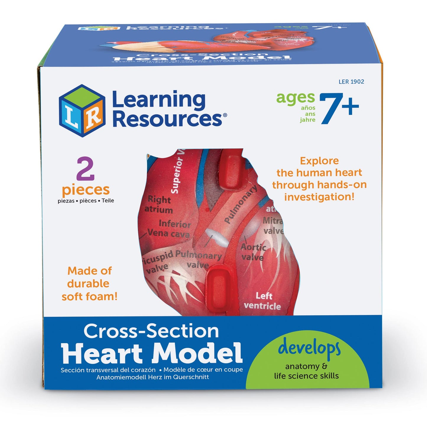 Learning Resources LER1902 Cross-Section Human Heart Model