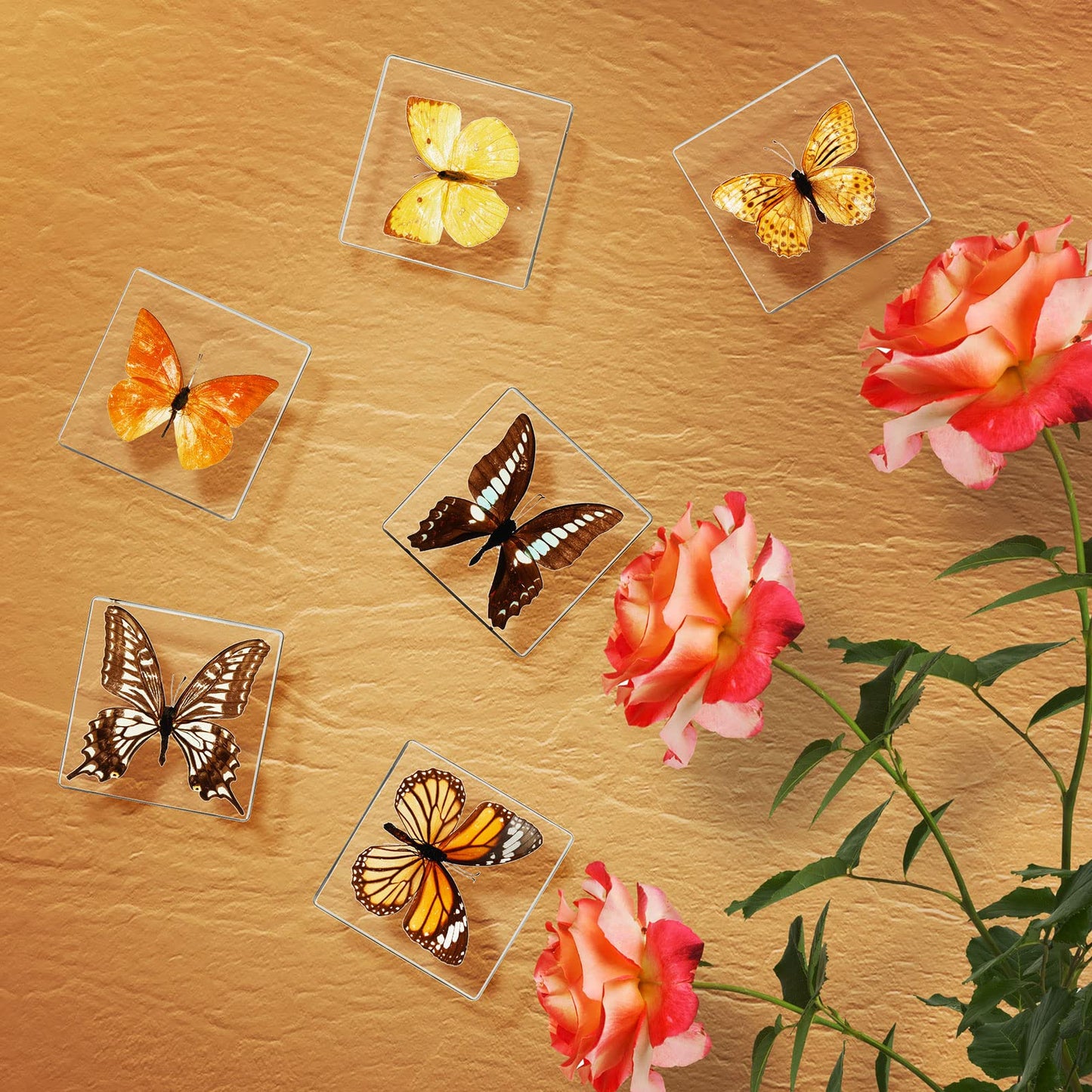 6 Pcs Real Butterfly Specimen Paperweight Assortment Framed Butterfly Taxidermy Resin Collection Display Science Toys for Home Office School, 6 Styles