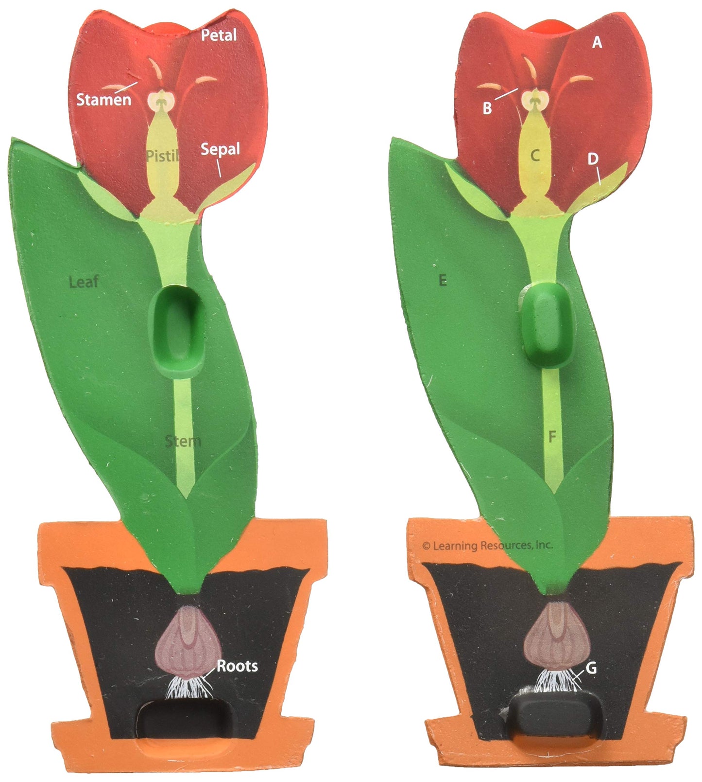 Learning Resources Cross-Section Flower Model, Classroom Foam Demonstration Model, Teaching Aids, 2 Piece Model, Grades 2+, Ages 7+ (LER1905)