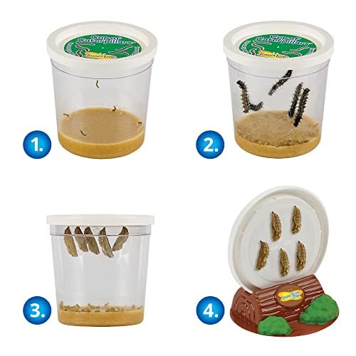 Insect Lore Easy 25 Butterfly Garden Pavilion | 5 Cups of 5 Baby Caterpillars, Pavilion Habitat, Chrys-a-lids, Food & Supplies |