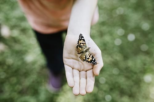Insect Lore Butterfly Garden | 10 Live Baby Caterpillars | Habitat, Feeder, Chrys-A-Lid Logs, STEM Journal Included | Raise and Release Painted Lady Butterflies