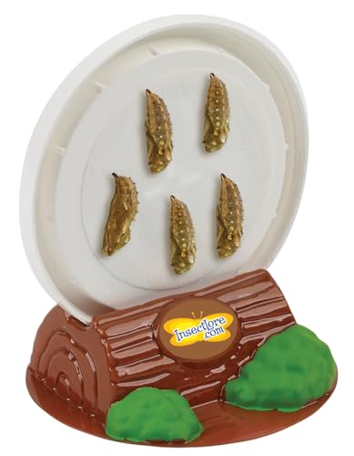 Insect Lore Easy 25 Butterfly Garden Pavilion | 5 Cups of 5 Baby Caterpillars, Pavilion Habitat, Chrys-a-lids, Food & Supplies |