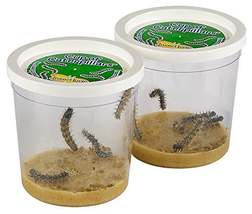 Insect Lore Butterfly Garden | 10 Live Baby Caterpillars | Habitat, Feeder, Chrys-A-Lid Logs, STEM Journal Included | Raise and Release Painted Lady Butterflies