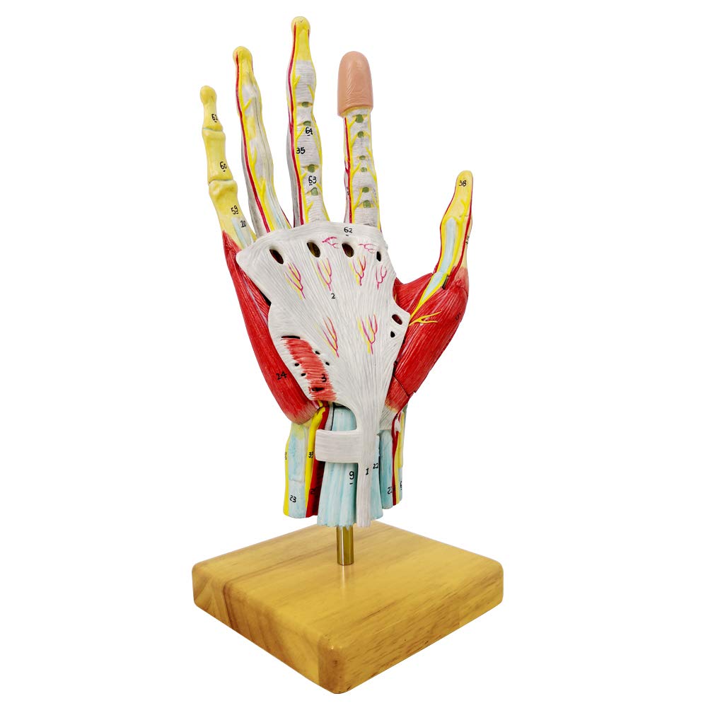 2025 New Medical Anatomical Hand Skeleton Model W/Muscles Ligaments Nerves and Blood Vessels, 7 Parts, Life Size, Magnetic Easy Mounting (Hand Model)