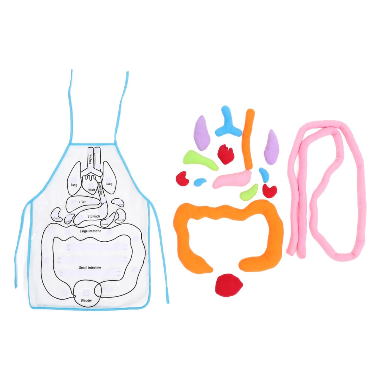 POPETPOP Educational Apron 1 Set 3D Organ Apron, Human Body Organs Cognitive Toy 3D Body Organs Apron Educational Tool Anatomy Apron for Kids 3D Human Organs Apron, As Shown, 60X40CM, As Shown, 60X40CM