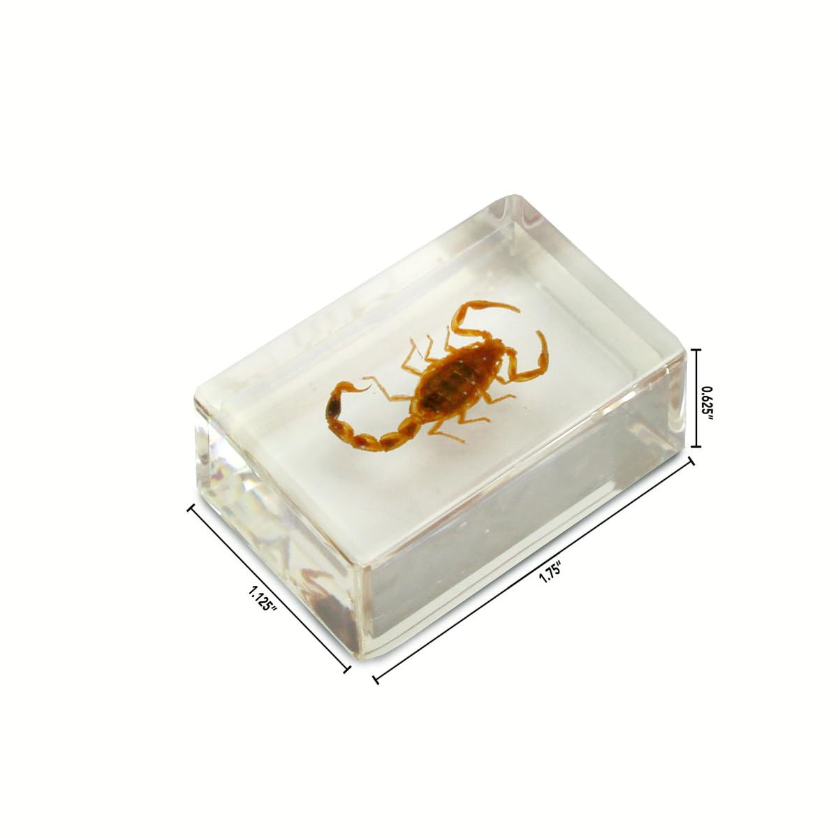 Uncle Milton Dr. Steve Hunters - Bugs World Collection - 10 Real Insects - Scientific Educational Toy