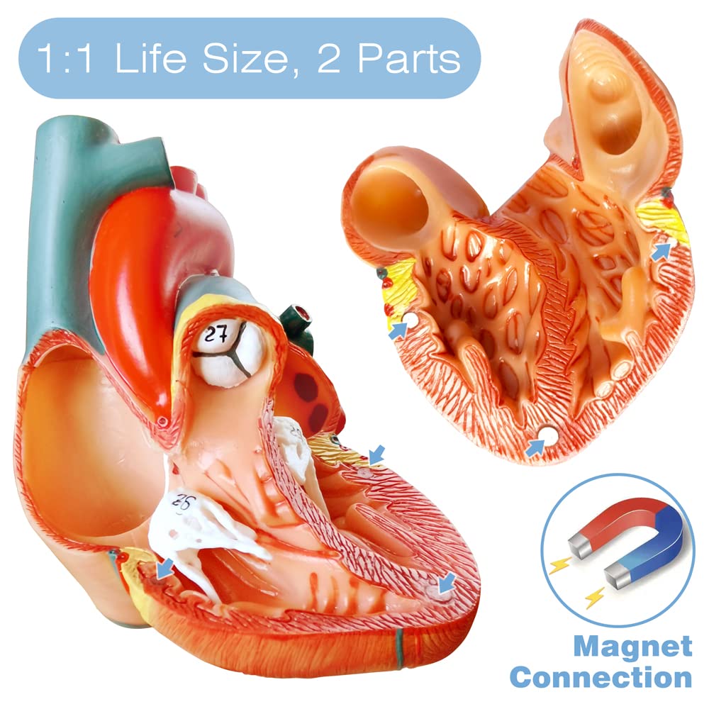 EVOTECH SCIENTIFIC Human Body, Skeleton and Heart Models-Best Anatomy Model Bundle Set of 3 Hands-on 3D Model Study Tools for Medical Student Teacher