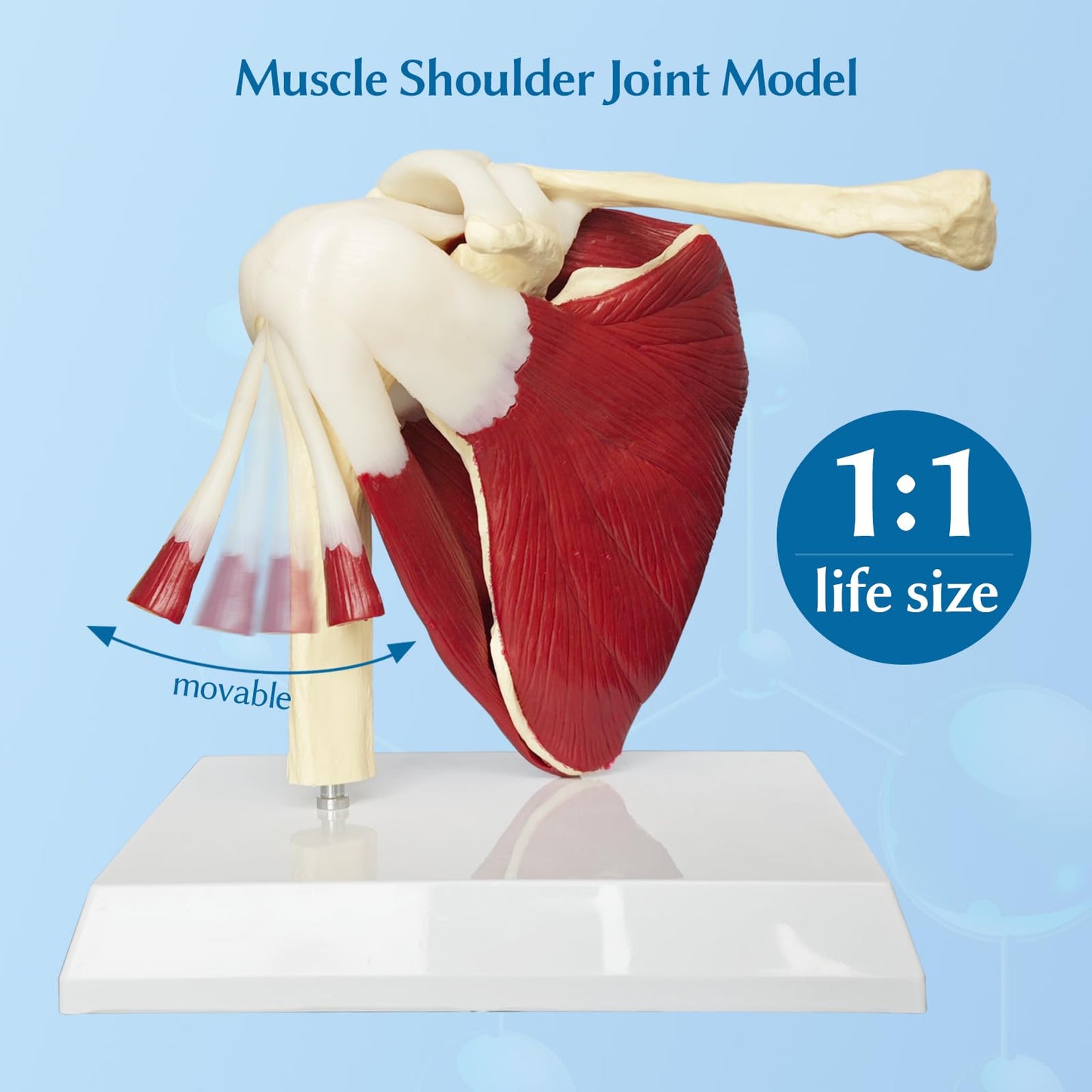 JNMFTD Muscled Shoulder Joint Model, 1:1 Life Size Human Body Right Shoulder Scapula Anatomy Model with Ligaments Joint Bone with 3D Removable Base Product Manual for Medical Educational Training