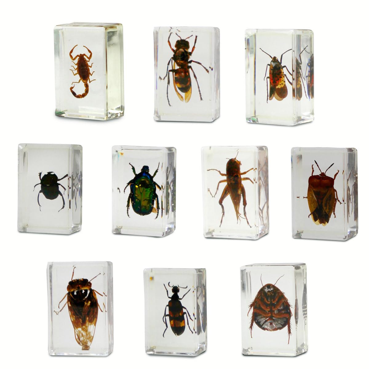 Uncle Milton Dr. Steve Hunters - Bugs World Collection - 10 Real Insects - Scientific Educational Toy