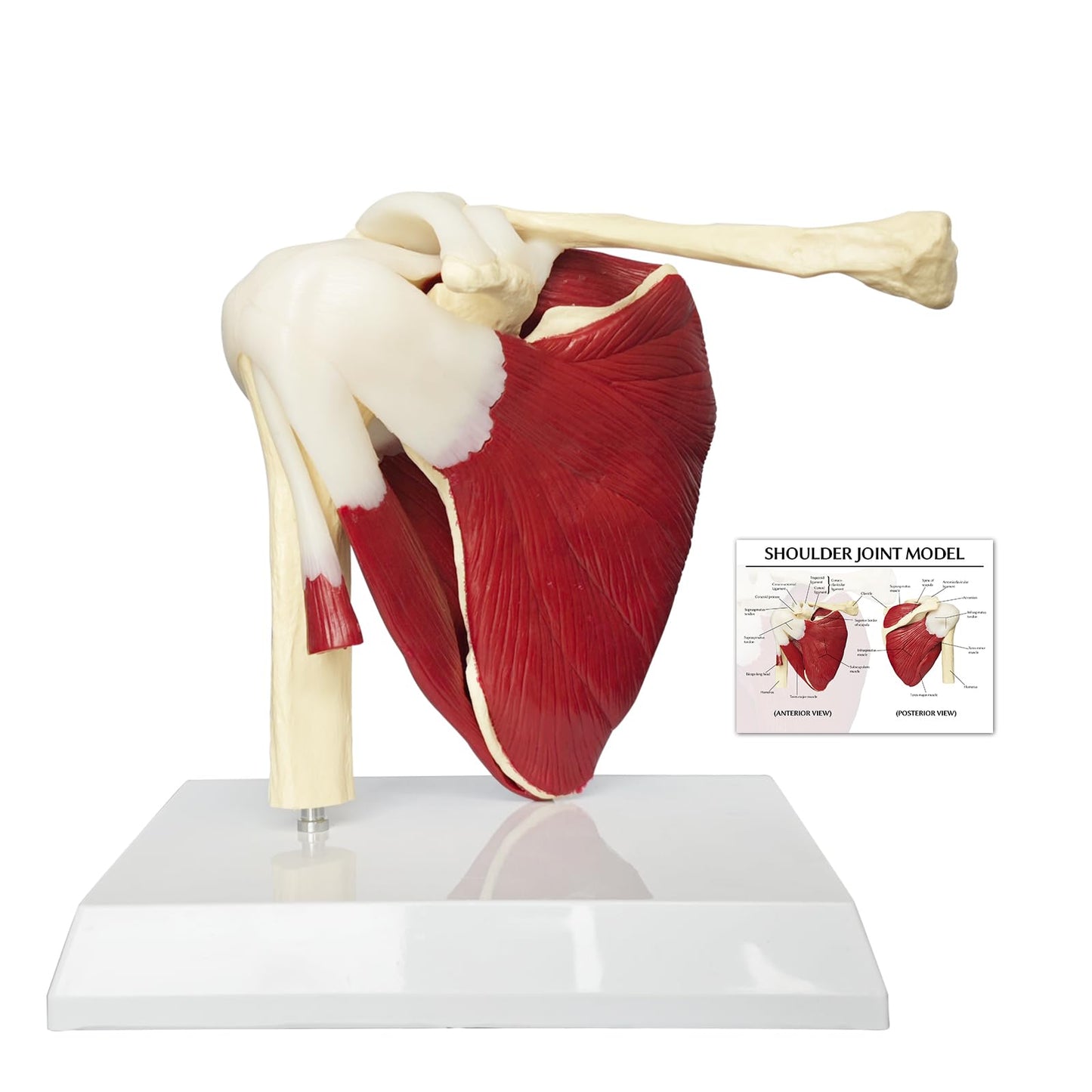 JNMFTD Muscled Shoulder Joint Model, 1:1 Life Size Human Body Right Shoulder Scapula Anatomy Model with Ligaments Joint Bone with 3D Removable Base Product Manual for Medical Educational Training