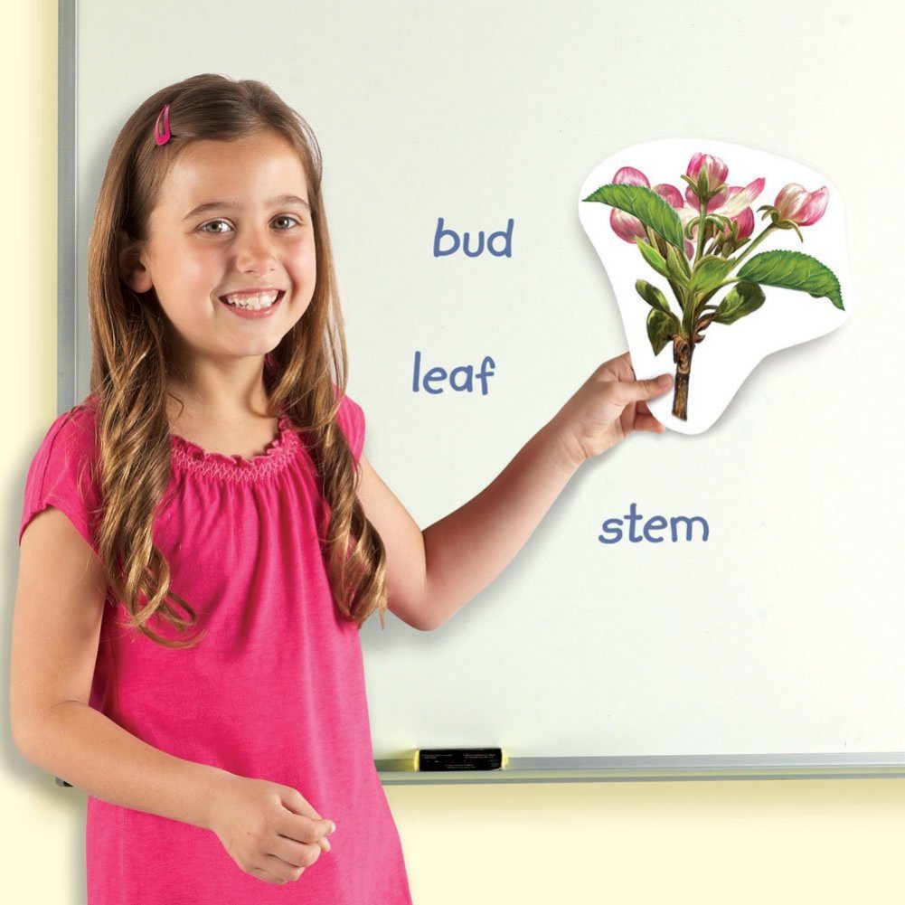 Learning Resources LER6045 Giant Magnetic Plant Life Cycle, 12 Write and Wipe Pieces, Ages 5+