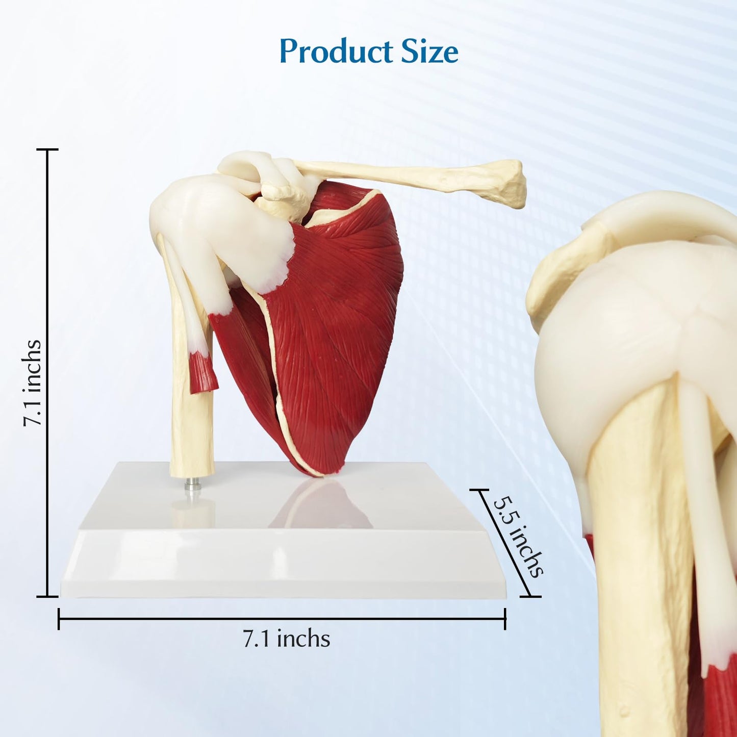 JNMFTD Muscled Shoulder Joint Model, 1:1 Life Size Human Body Right Shoulder Scapula Anatomy Model with Ligaments Joint Bone with 3D Removable Base Product Manual for Medical Educational Training