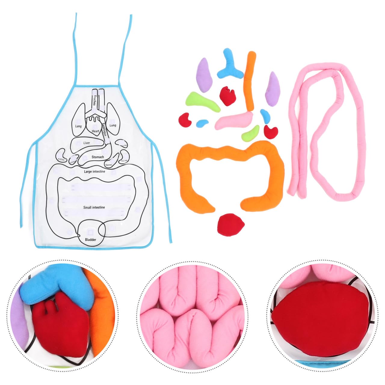 POPETPOP Educational Apron 1 Set 3D Organ Apron, Human Body Organs Cognitive Toy 3D Body Organs Apron Educational Tool Anatomy Apron for Kids 3D Human Organs Apron, As Shown, 60X40CM, As Shown, 60X40CM