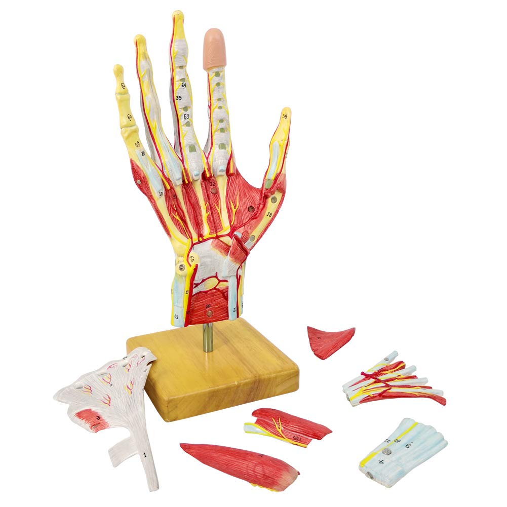 2025 New Medical Anatomical Hand Skeleton Model W/Muscles Ligaments Nerves and Blood Vessels, 7 Parts, Life Size, Magnetic Easy Mounting (Hand Model)