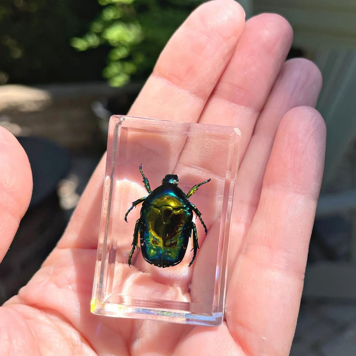 Uncle Milton Dr. Steve Hunters - Bugs World Collection - 10 Real Insects - Scientific Educational Toy