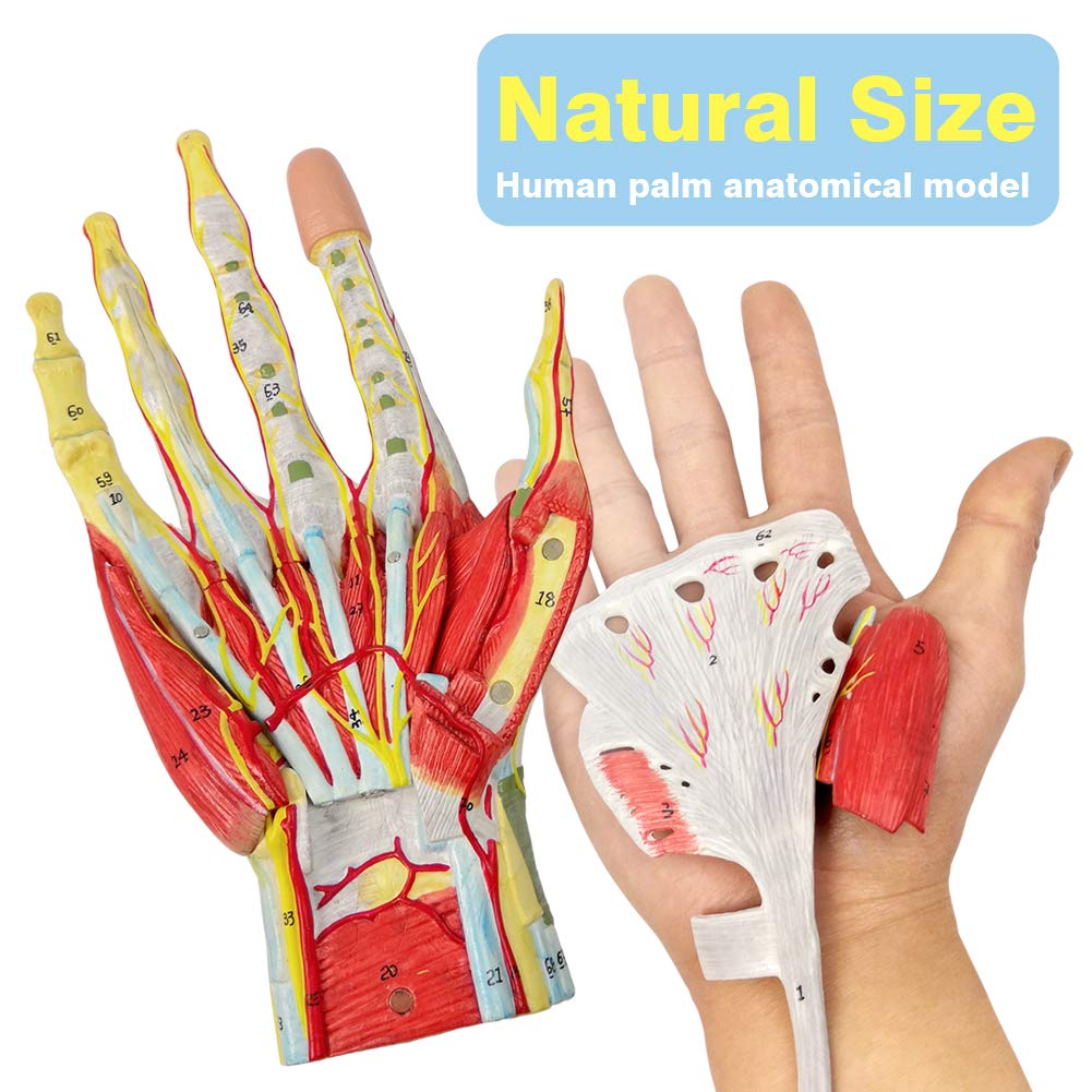 2025 New Medical Anatomical Hand Skeleton Model W/Muscles Ligaments Nerves and Blood Vessels, 7 Parts, Life Size, Magnetic Easy Mounting (Hand Model)