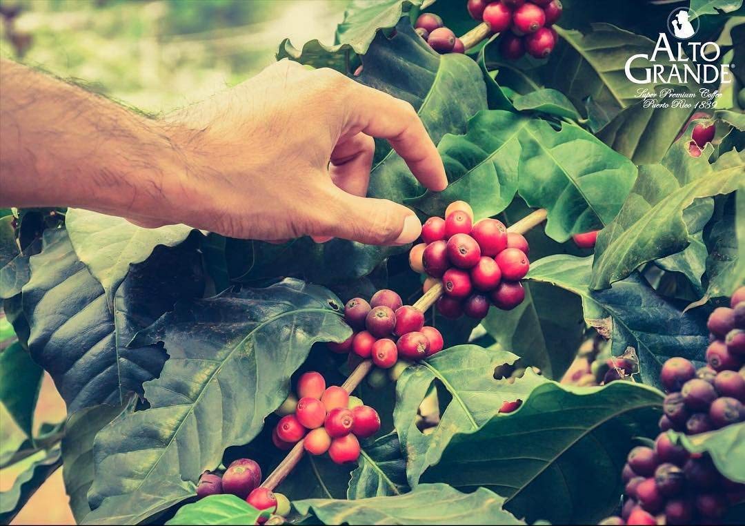 Alto Grande Premium Coffee Whole Bean - 2 Lbs (Pack of 1)
