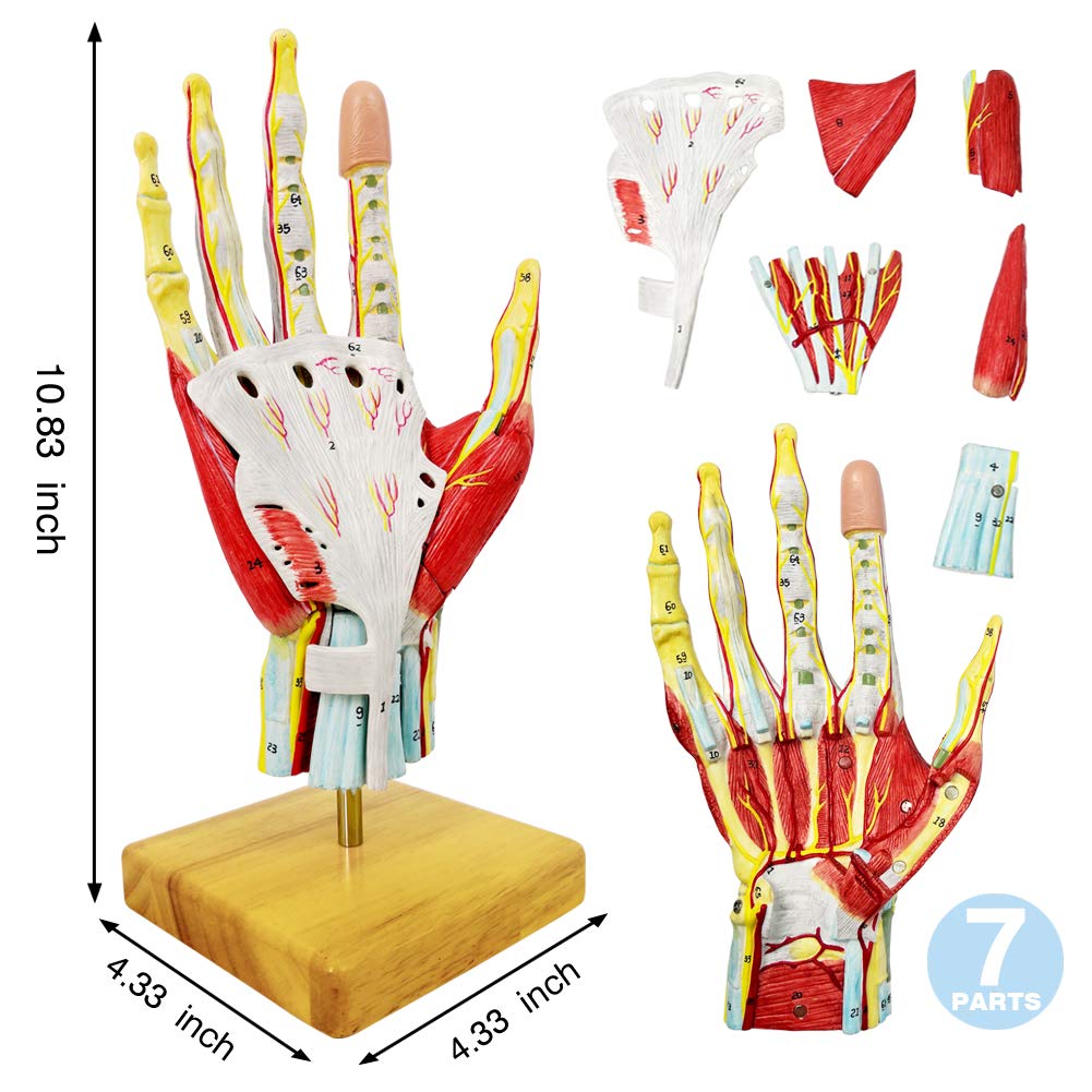2025 New Medical Anatomical Hand Skeleton Model W/Muscles Ligaments Nerves and Blood Vessels, 7 Parts, Life Size, Magnetic Easy Mounting (Hand Model)