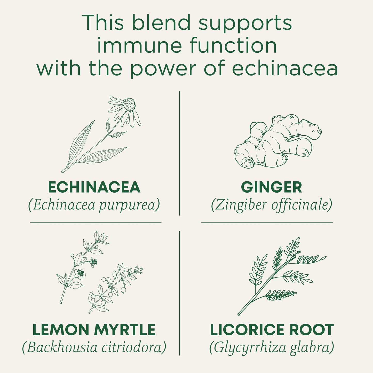 Traditional Medicinals Tea, Organic Immune Zoom Lemon Ginger - Supports Immune Function - Kosher, Non-GMO, Caffeine-Free, Compostable - 96 Tea Bags (6 Pack)