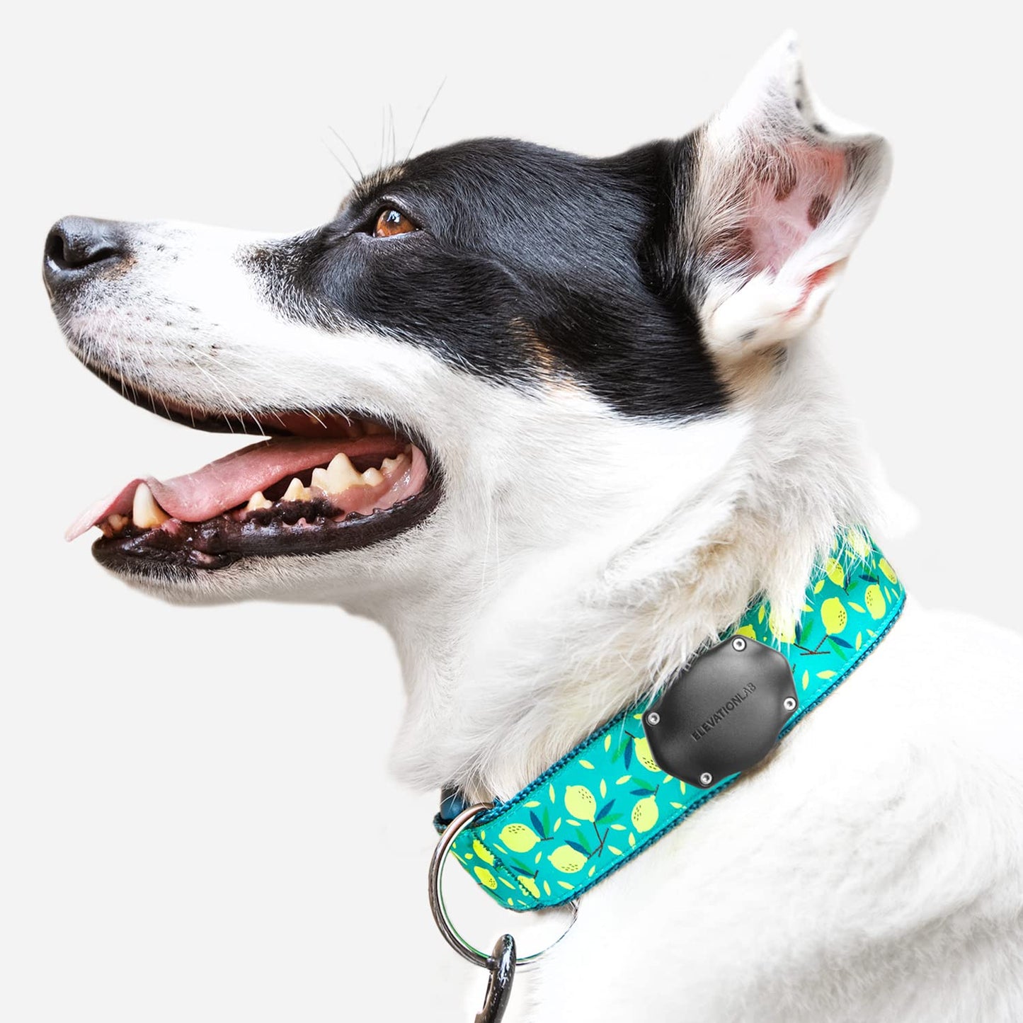 TagVault™ AirTag Dog Collar Mount (2 Pack) - IP69 Waterproof, Doesn't Dangle, Fits All Width Collars | Elevation Lab