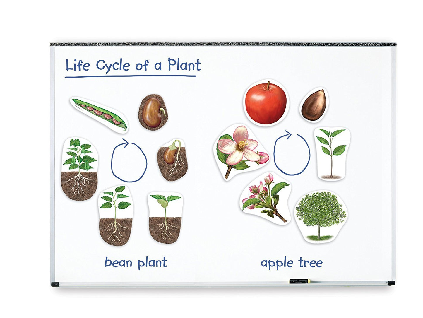Learning Resources LER6045 Giant Magnetic Plant Life Cycle, 12 Write and Wipe Pieces, Ages 5+
