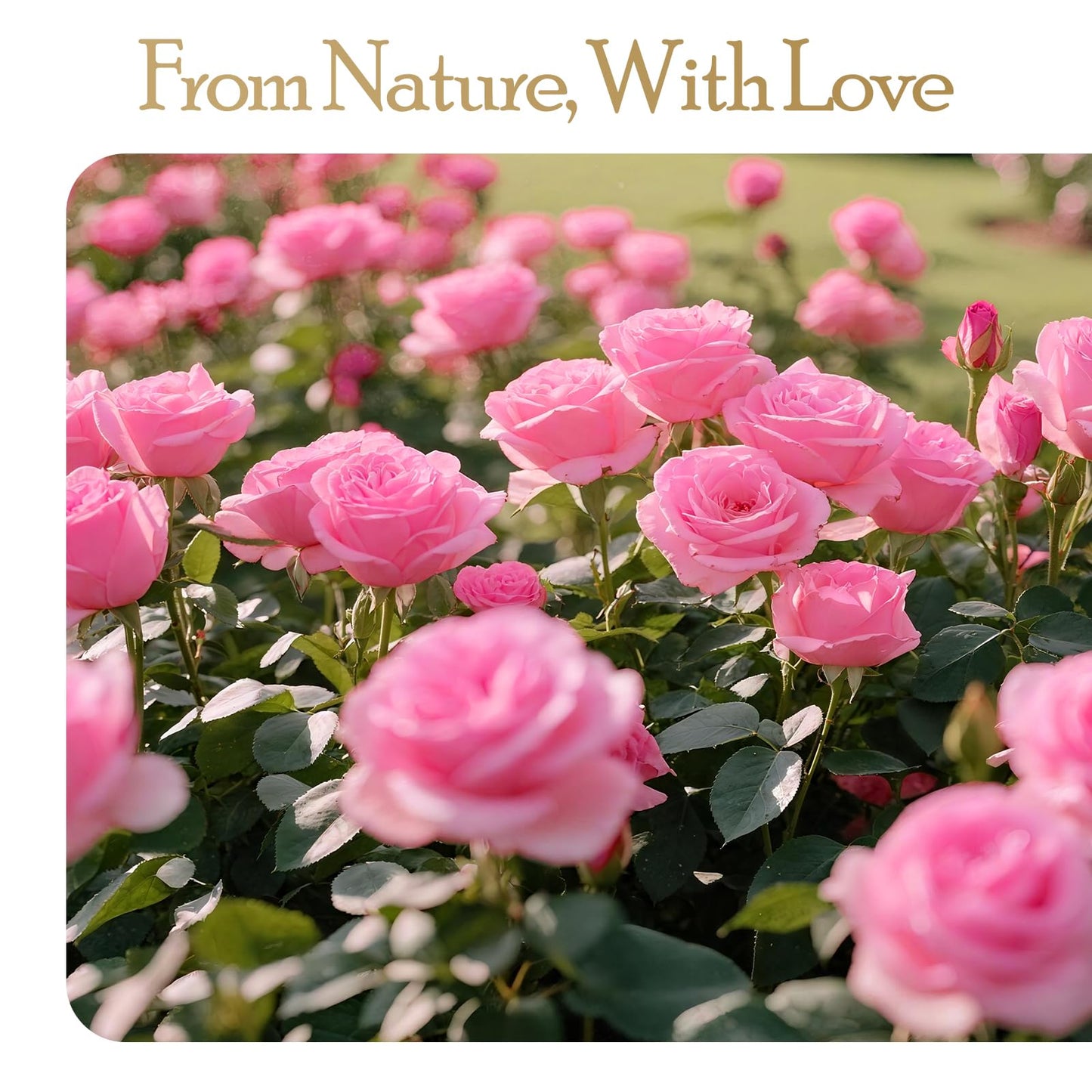 Auoasl 16 Preserved Flowers Rose Birthday Gifts for Women Her Mom Wife Girlfriend Grandma on Valentines Mothers Day Christmas Anniversary Romantic(Pink)