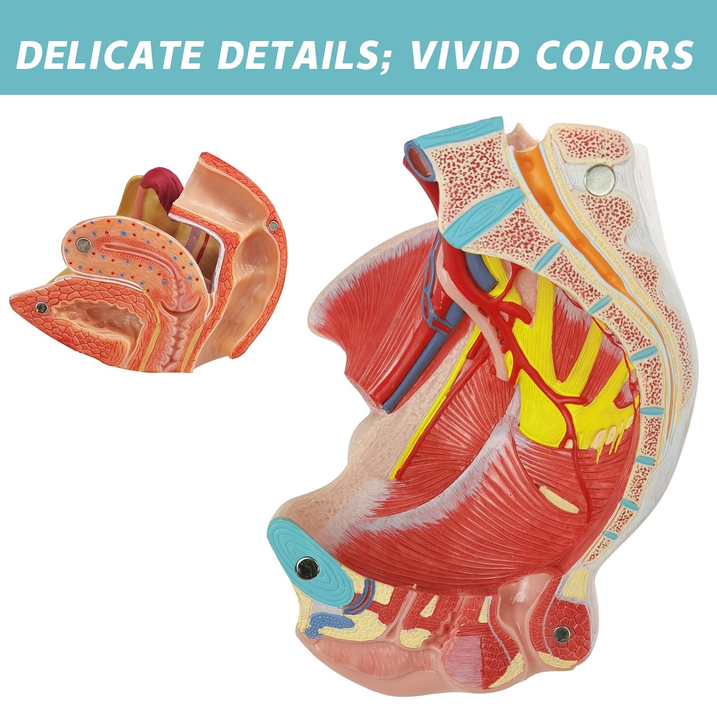 Life Size 4 Parts Human Female Pelvis Model with Pelvic Floor Muscles, Vessels Nerves & Reproductive, Removable Organs, for the teaching of physiology and hygiene in the teaching of anatomy schools