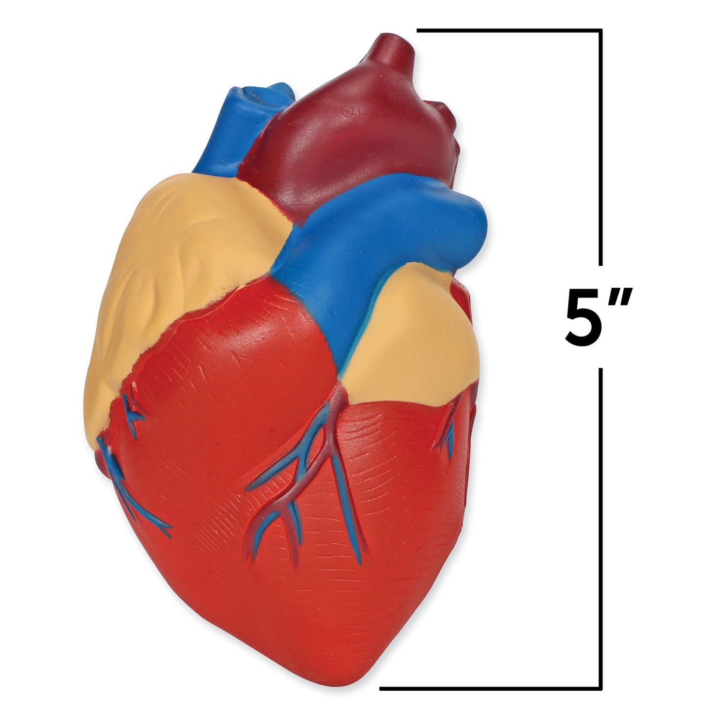 Learning Resources LER1902 Cross-Section Human Heart Model