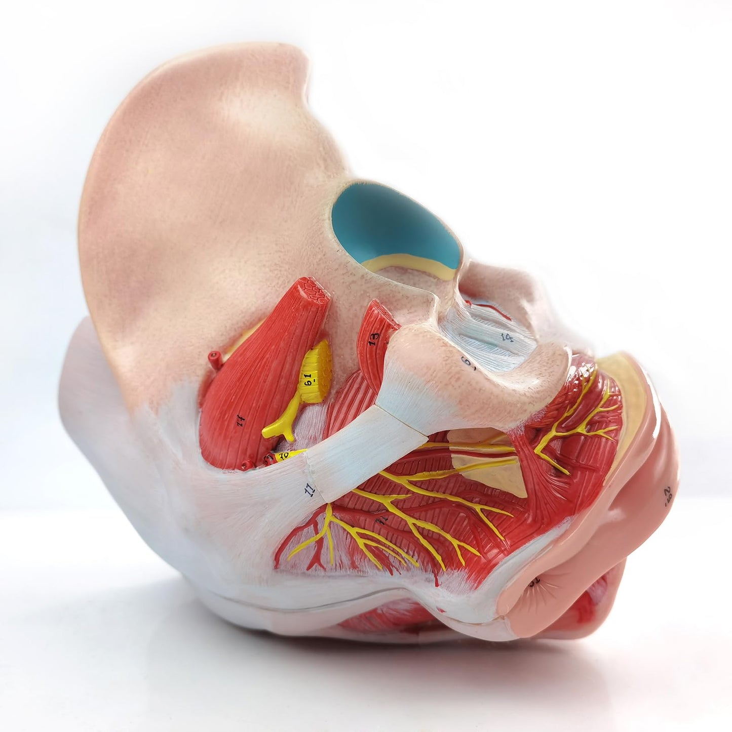 Life Size 4 Parts Human Female Pelvis Model with Pelvic Floor Muscles, Vessels Nerves & Reproductive, Removable Organs, for the teaching of physiology and hygiene in the teaching of anatomy schools