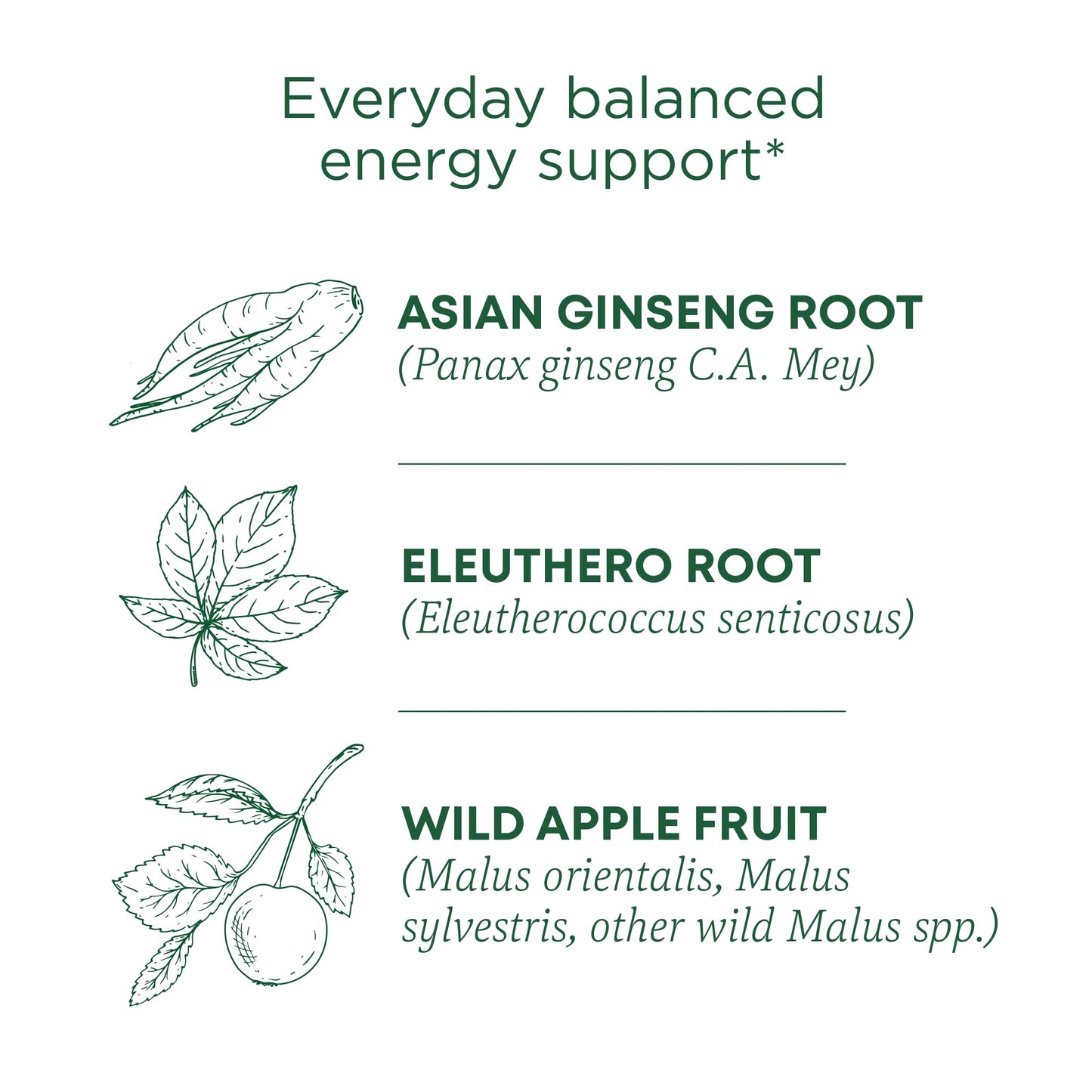 Traditional Medicinals Tea, Organic Stress Ease Focus, with Adaptogens, Everyday Balanced Energy, Ginseng Wild Apple Mint, 96 Tea Bags