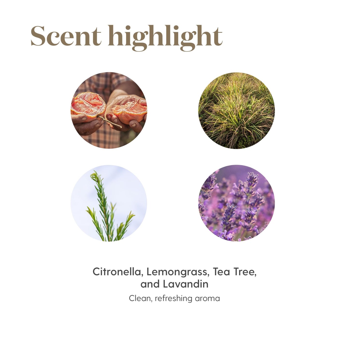 Young Living Purification Essential Oil Blend, 15ml - Aromatherapy Diffuser - Ideal for Cleansing Skin - Skincare and Beauty Addition - Pure & Natural