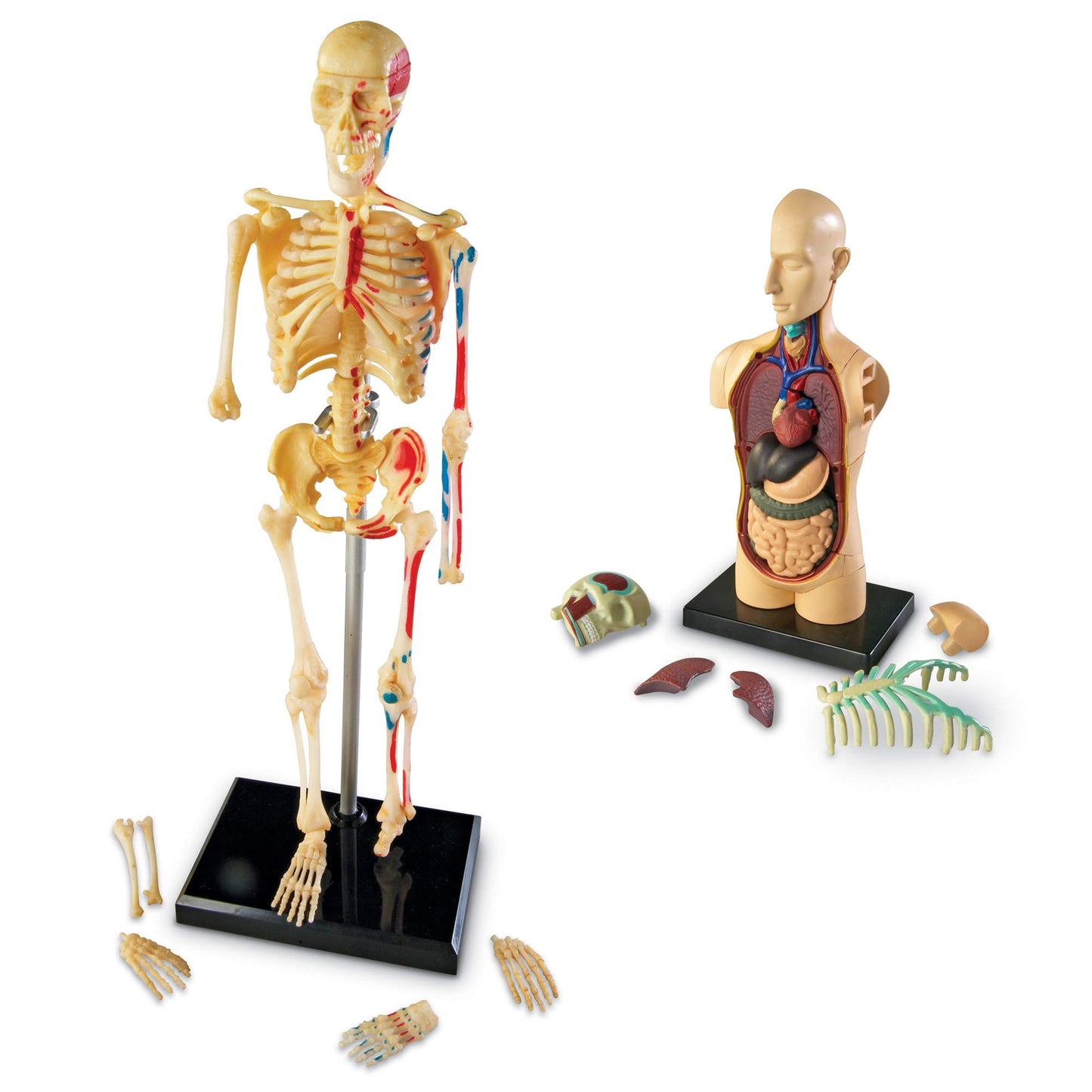 Learning Resources Anatomy Models Bundle Set, Brain, Body, Heart, Skeleton, Classroom Demonstration Tools, Teacher Accessories, Grades 8+, Ages 3+