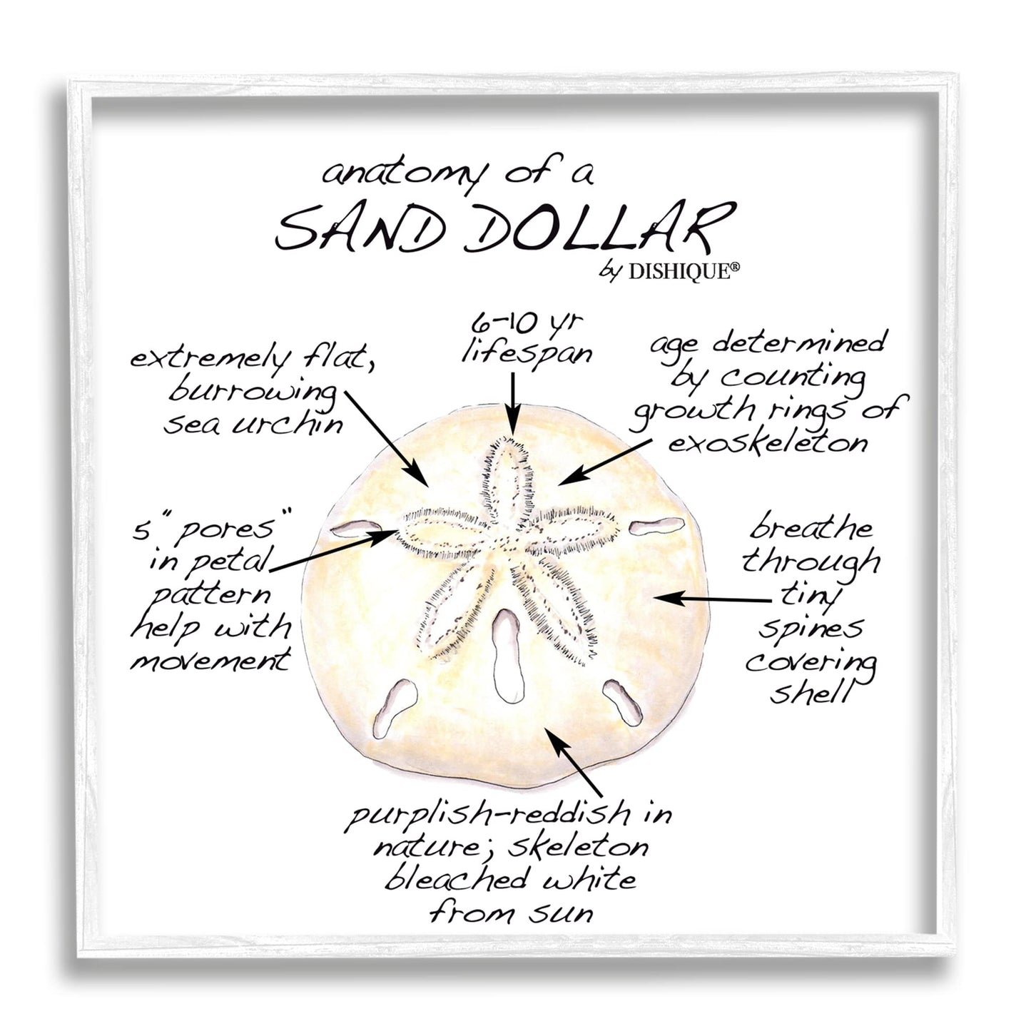 Stupell Industries Informative Sand Dollar Learning Chart Nautical Education, Design by Dishique