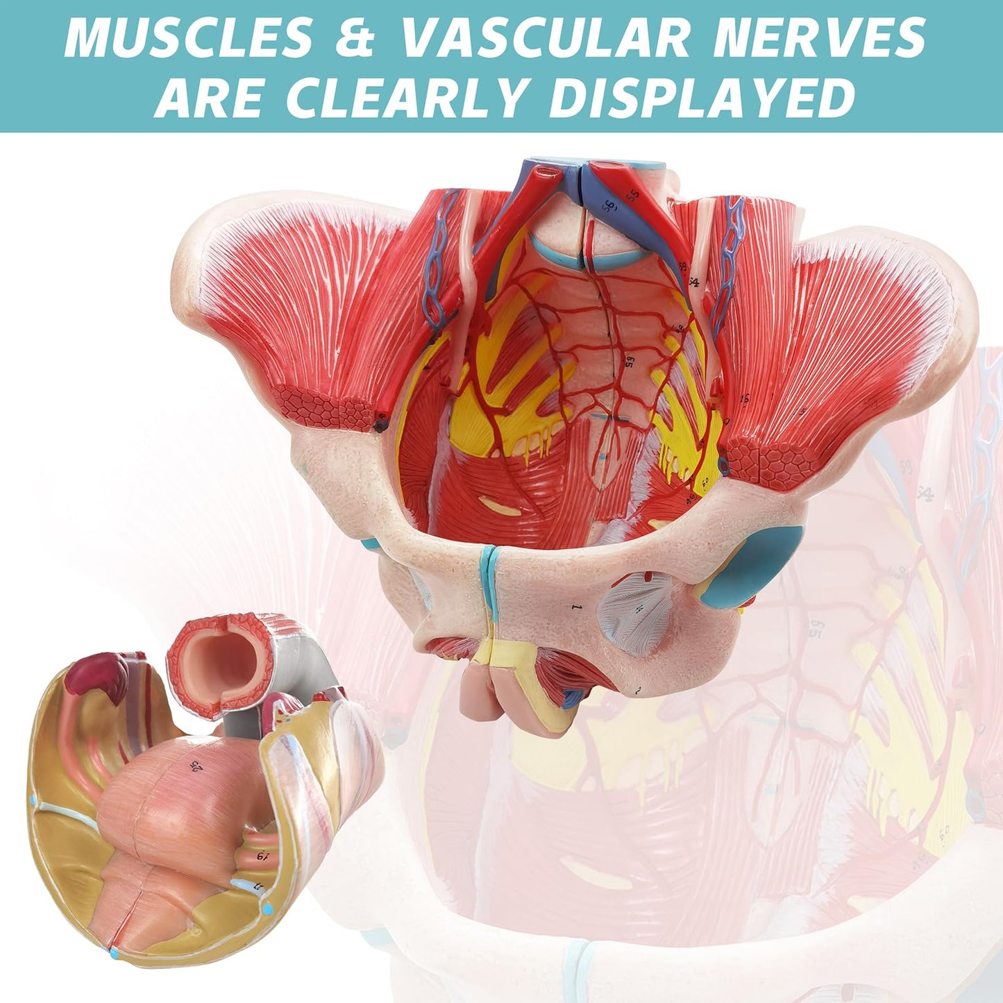 Life Size 4 Parts Human Female Pelvis Model with Pelvic Floor Muscles, Vessels Nerves & Reproductive, Removable Organs, for the teaching of physiology and hygiene in the teaching of anatomy schools