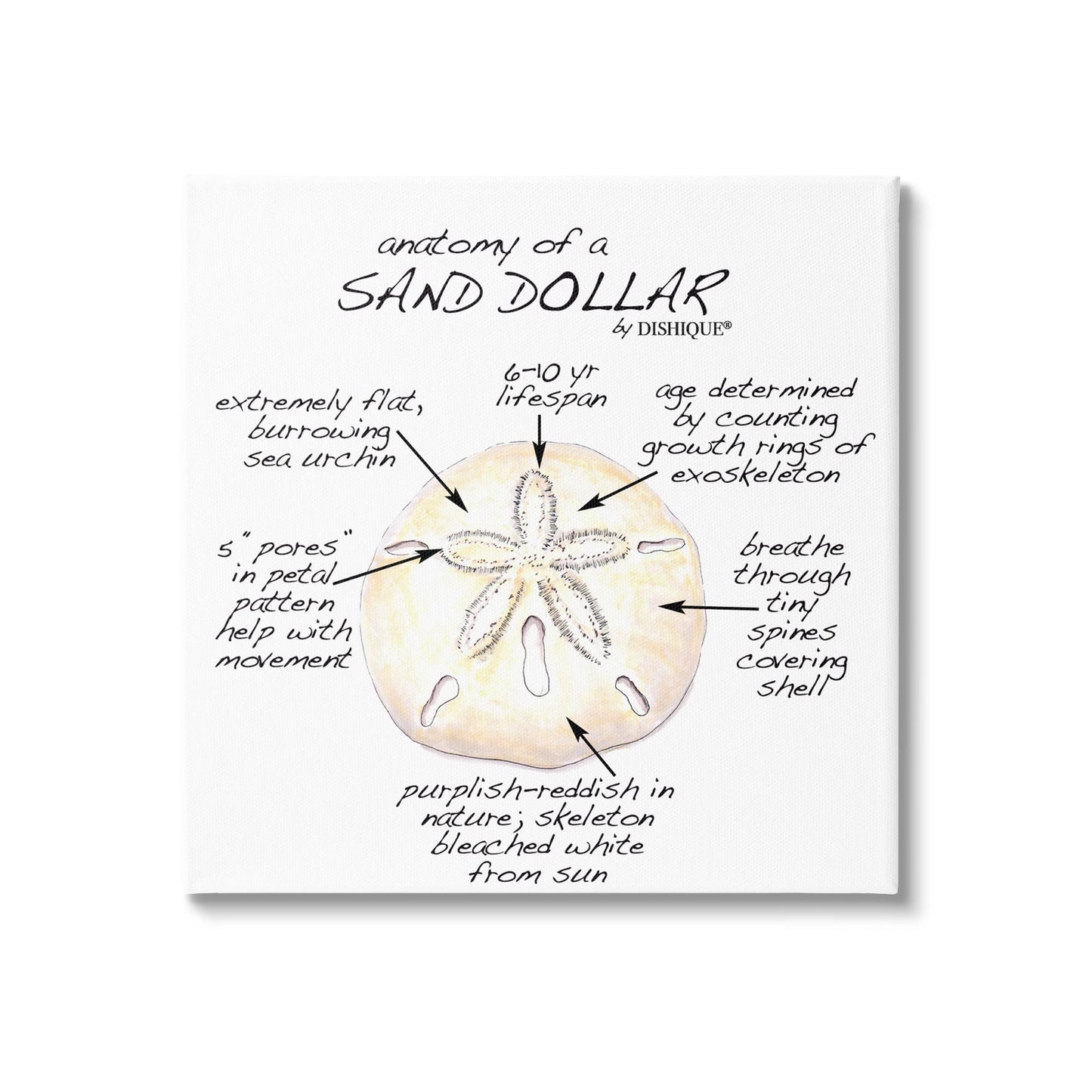 Stupell Industries Informative Sand Dollar Learning Chart Nautical Education, Design by Dishique