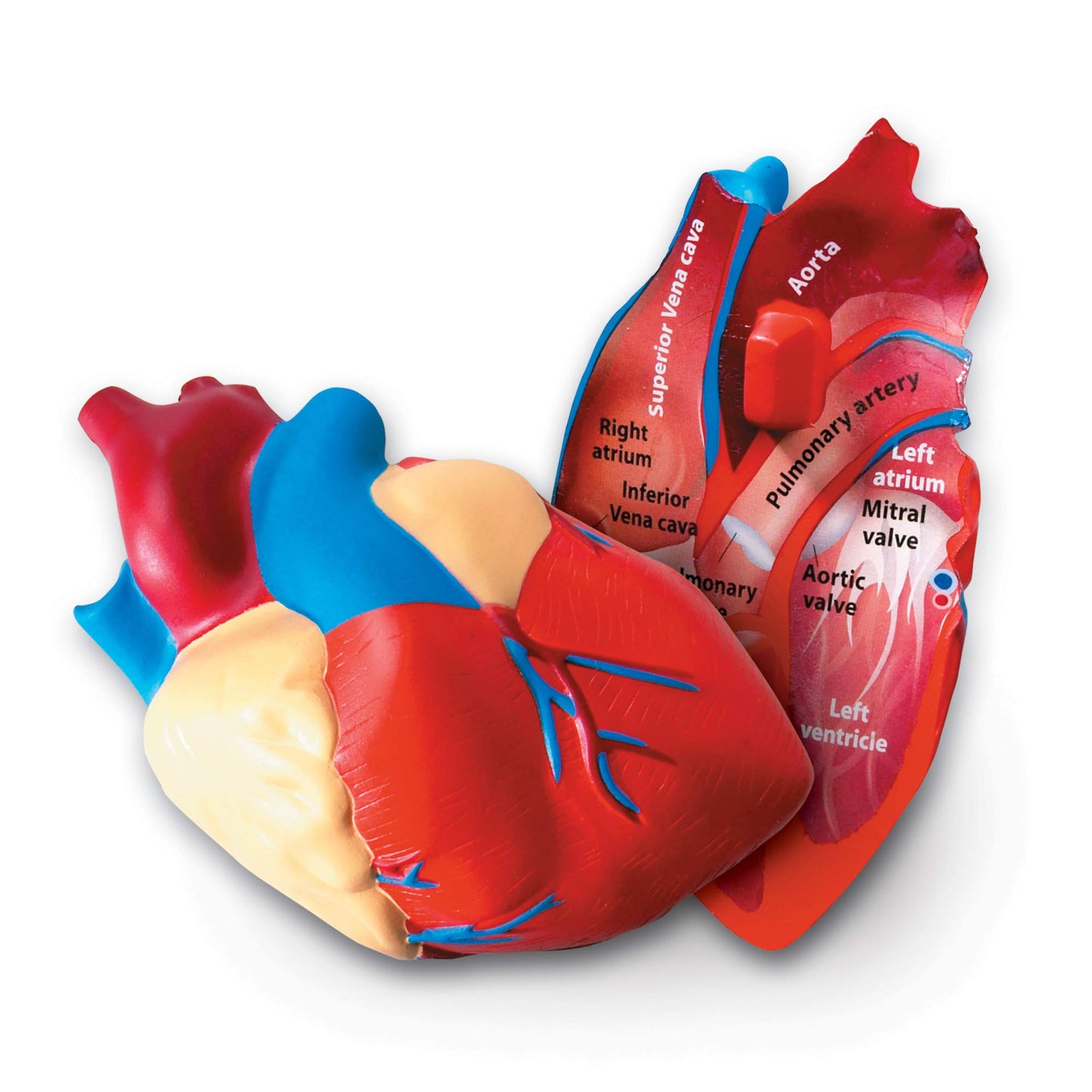 Learning Resources LER1902 Cross-Section Human Heart Model