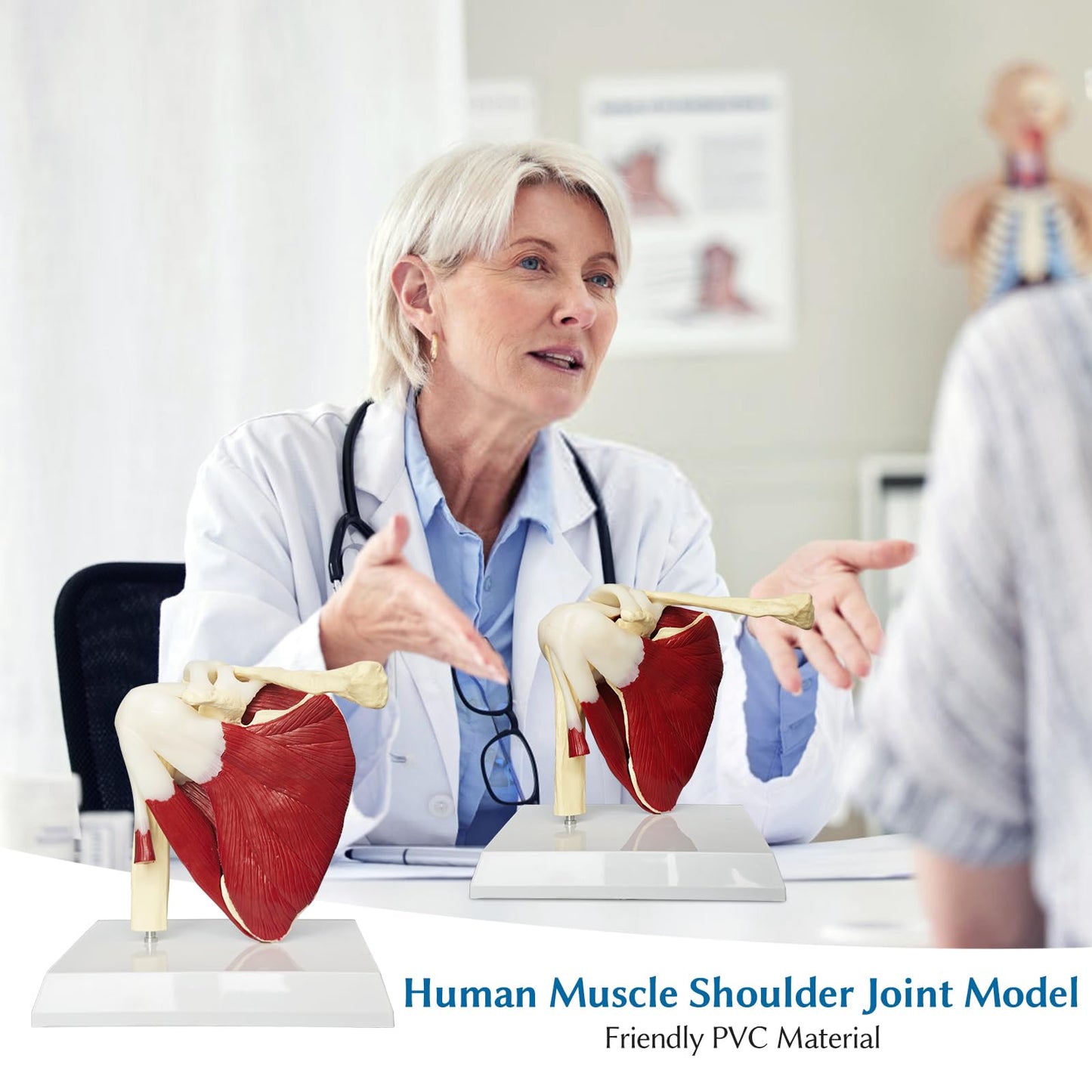 JNMFTD Muscled Shoulder Joint Model, 1:1 Life Size Human Body Right Shoulder Scapula Anatomy Model with Ligaments Joint Bone with 3D Removable Base Product Manual for Medical Educational Training