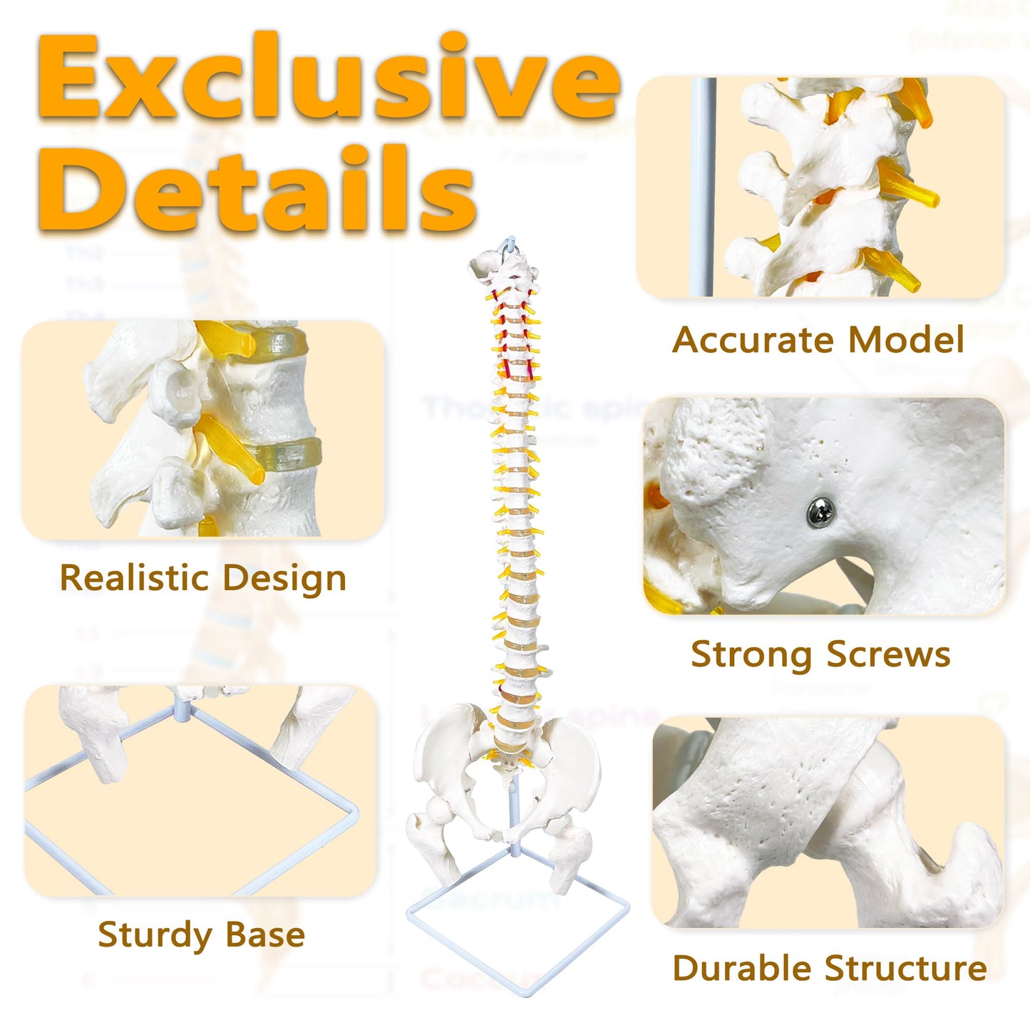 Koretech Spine Model Life Size 34.6" Height, Spine Flexible with Vertebrae, Nerves, Arteries, Lumbar Column and Male Pelvis, Anatomy Model for Science Education (Life Size)