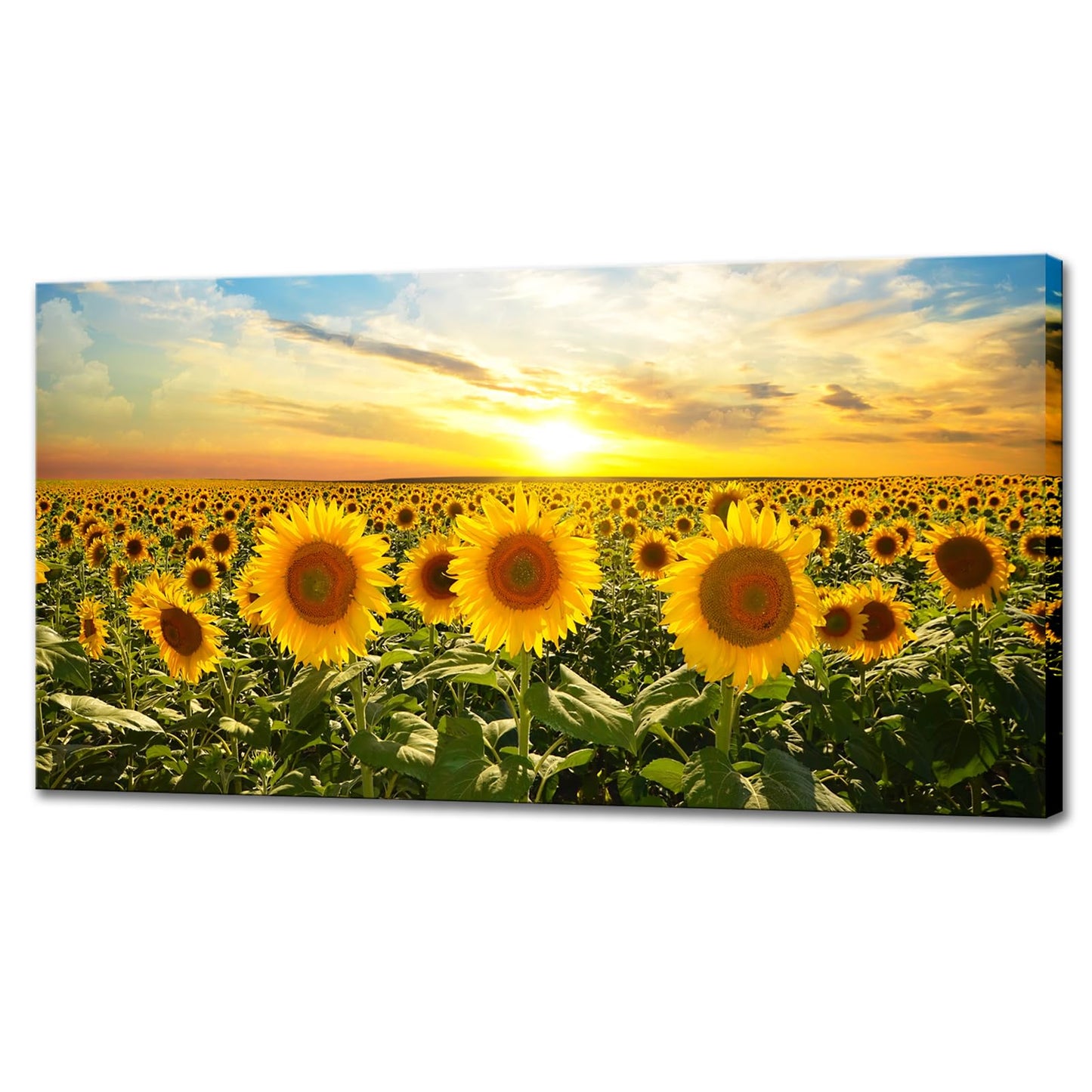 Biuteawal Sunflower Canvas Print Wall Art Sunset Landscape Pictures Flower Field Artwork Modern Painting for Home Kitchen Bedroom Dining Room Stretched and Framed Ready to Hang
