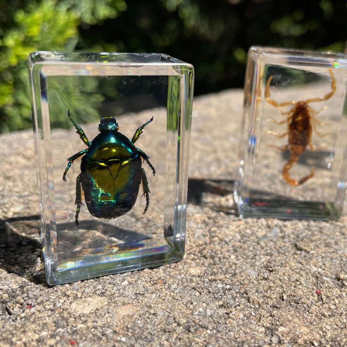 Uncle Milton Dr. Steve Hunters - Bugs World Collection - 10 Real Insects - Scientific Educational Toy